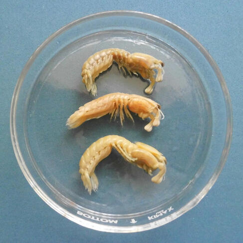 Hazel Halle - "Rock Mantis Shrimp"